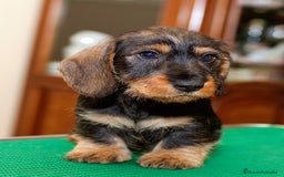 Teckel perros en venta: TECKEL HOJA SECA PRECIOSOS - Anuncio 2