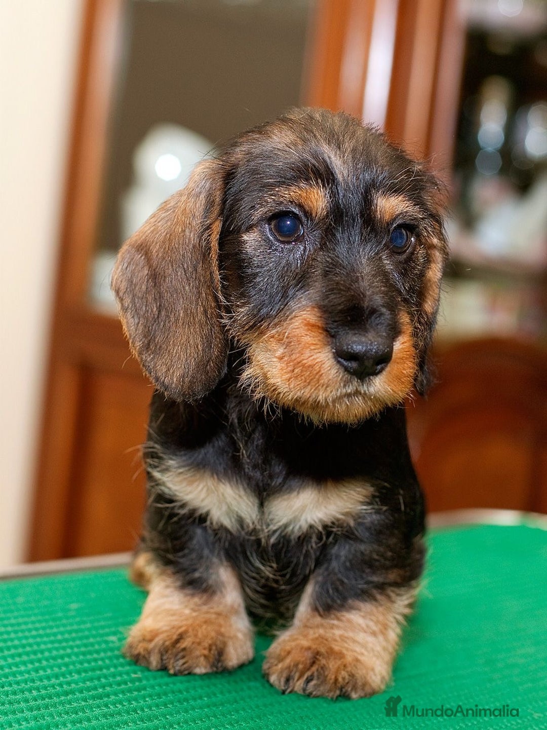 Teckel perros en venta: TECKEL HOJA SECA PRECIOSOS - Anuncio 2