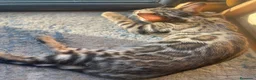 Bengalí gatos en venta: Hembra Bengalí Brown Spotted Tabby - Anuncio 12