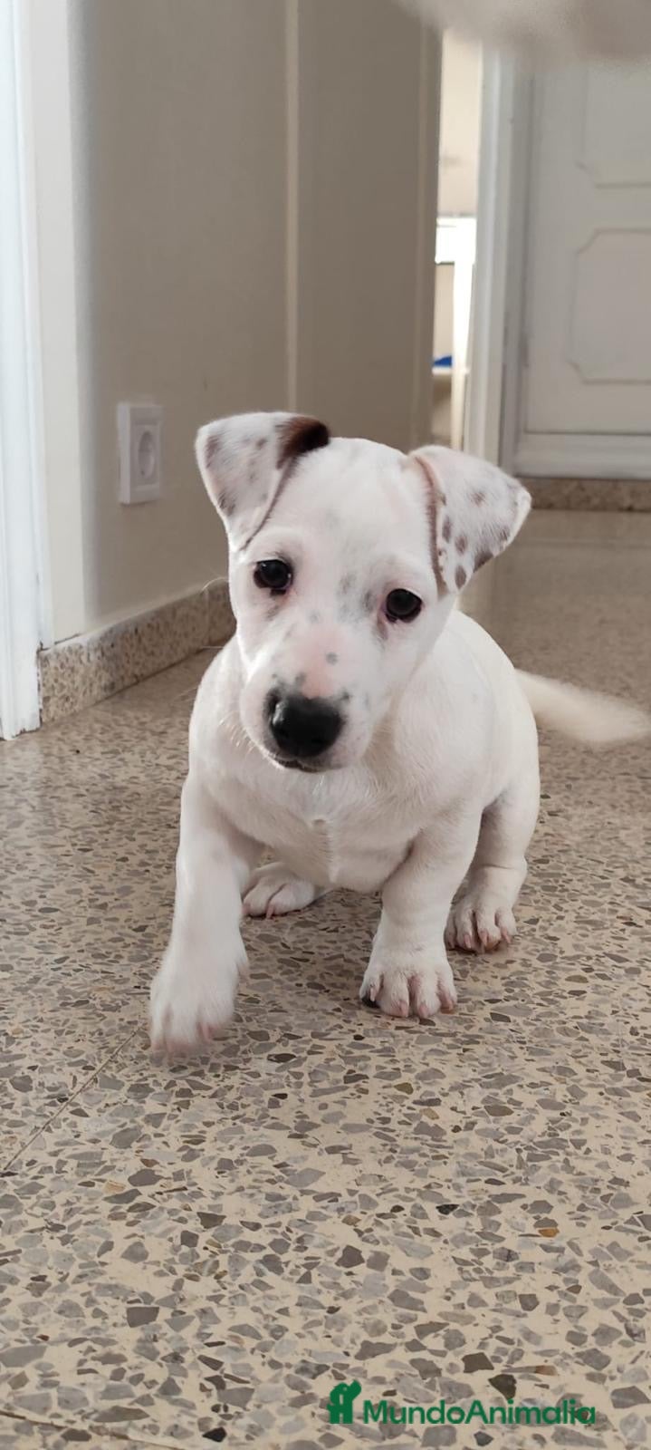 Jack Russell Terrier perros JACK RUSSEL  - Anuncio 1