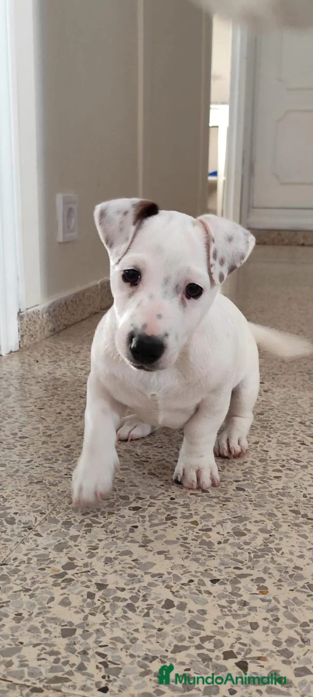 Jack Russell Terrier perros en venta: JACK RUSSEL  - Anuncio 1