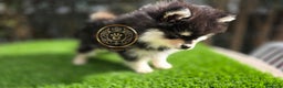 Pomsky perros en venta: Pomsky miniaturas exclusivos  - Anuncio 1