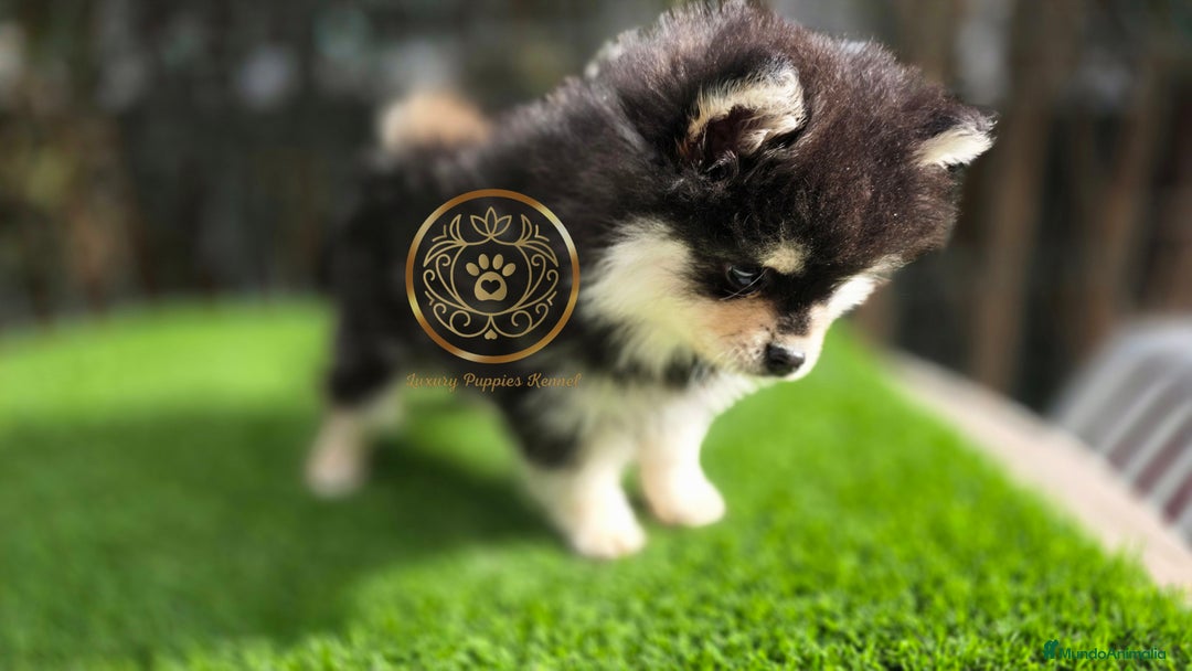 Pomsky perros en venta: Pomsky miniaturas exclusivos  - Anuncio 1