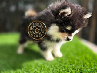 Pomsky perros Pomsky miniaturas exclusivos - Anuncio 24