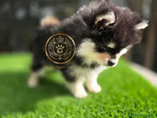 Pomsky perros Pomsky miniaturas exclusivos - Anuncio 3