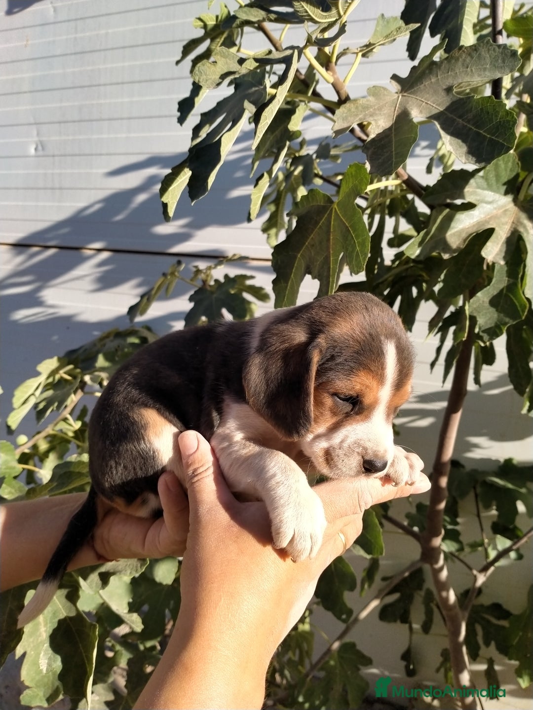 Beagle perros en venta: Cachorritos de beagles  - Imagen 2
