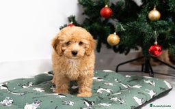 Caniche Mediano perros en venta: Caniche enano disponibles!! - Anuncio 6