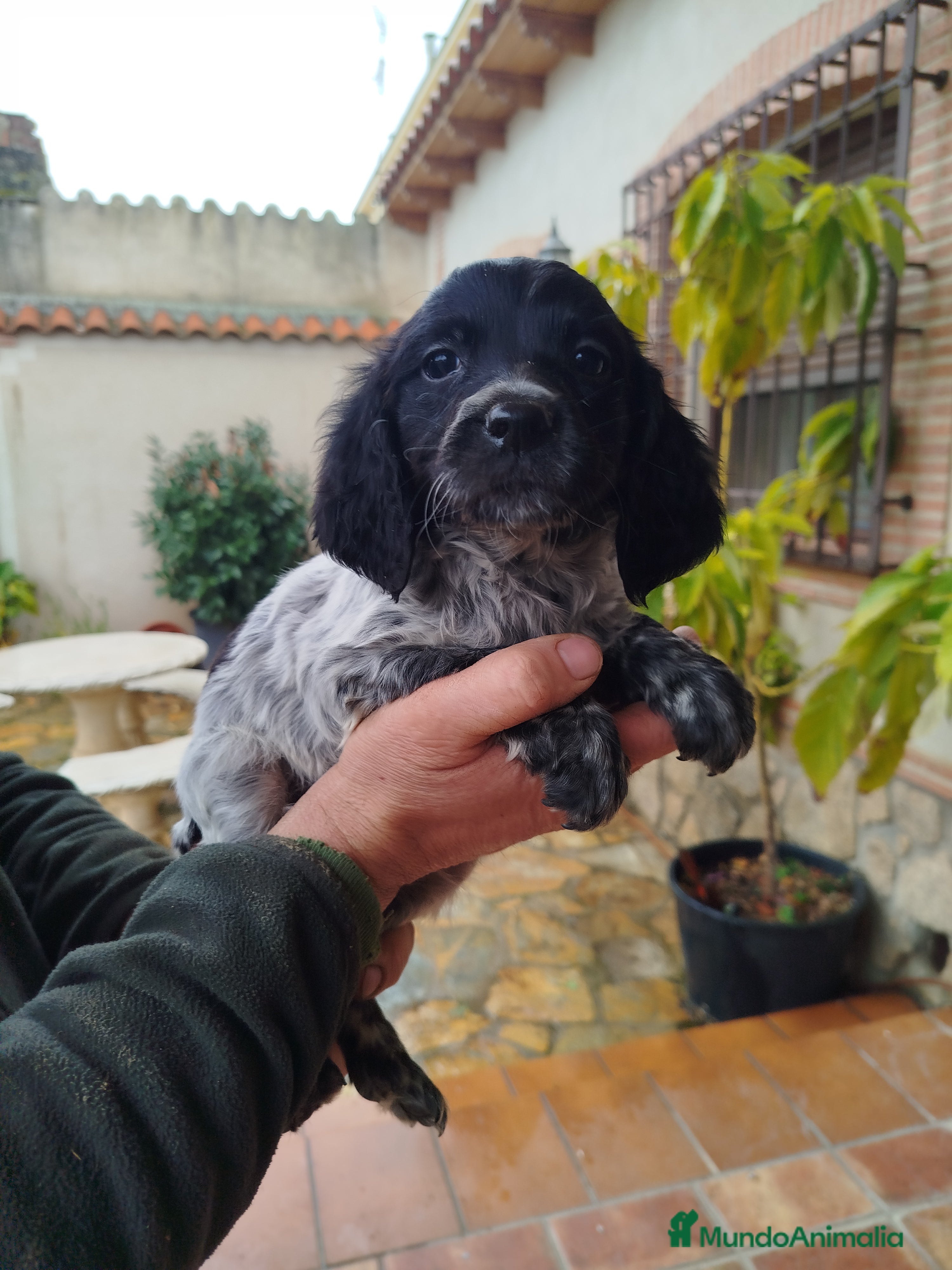 Épagneul Breton perros Cachorro Bretón  - Anuncio 1