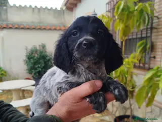 Épagneul Breton perros Cachorro Bretón - Anuncio 1
