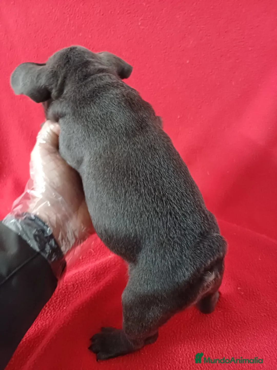 Bulldog Francés perros en venta: Bulldog Francés Blue  - Anuncio 3