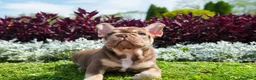 Bulldog Francés perros en venta: BULLDOG FRANCES EXOTICOS - BARCELONA  - Anuncio 16