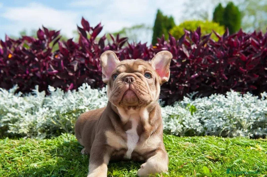 Bulldog Francés perros en venta: BULLDOG FRANCES EXOTICOS - BARCELONA  - Anuncio 16