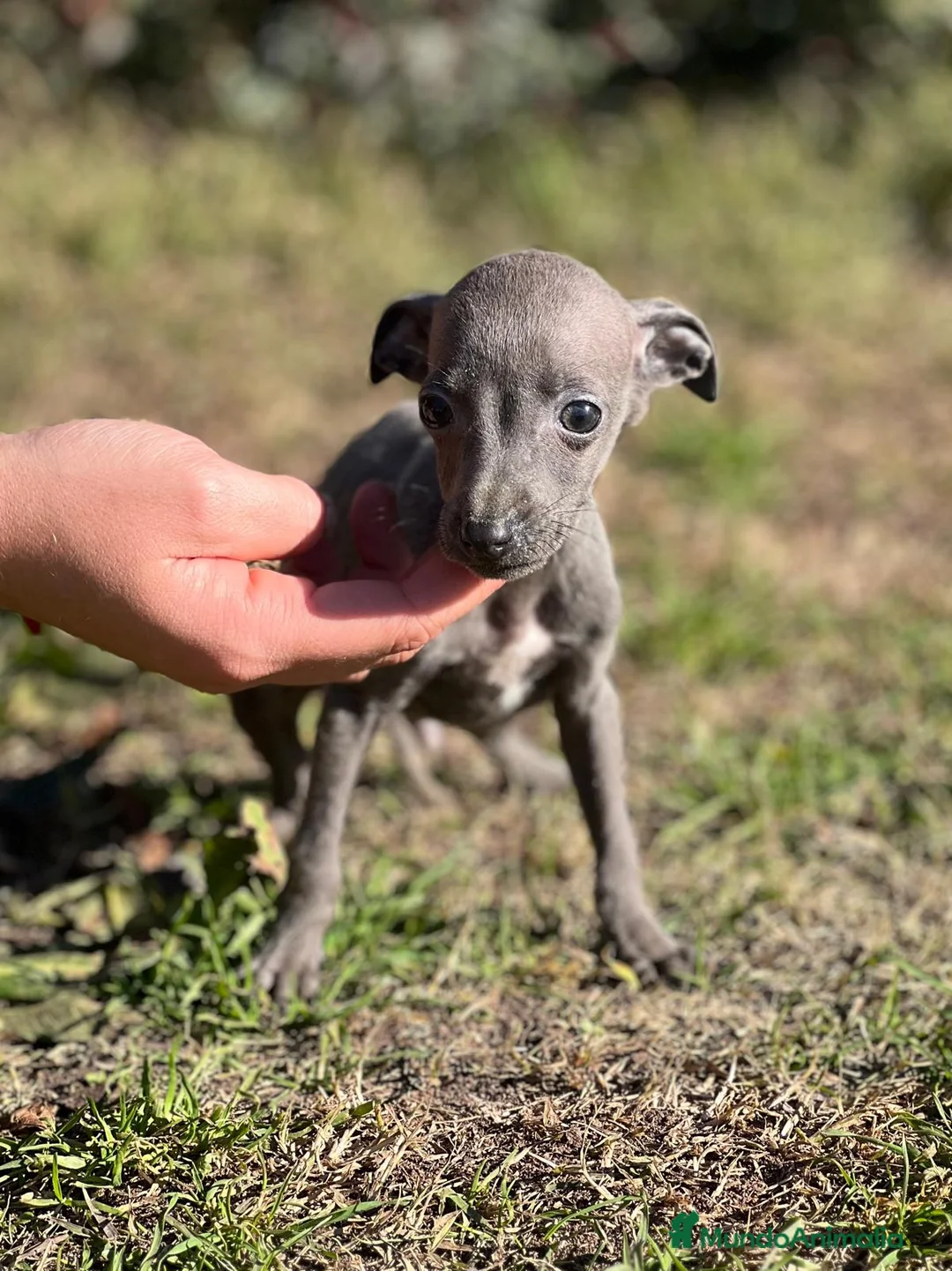 Pequeño Lebrel Italiano perros en venta: PICCOLO BLUE DISPONIBLES! en Barcelona - Anuncio 2