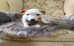 Jack Russell Terrier perros en venta: Cachorros de Jack Russell  - Imagen 25