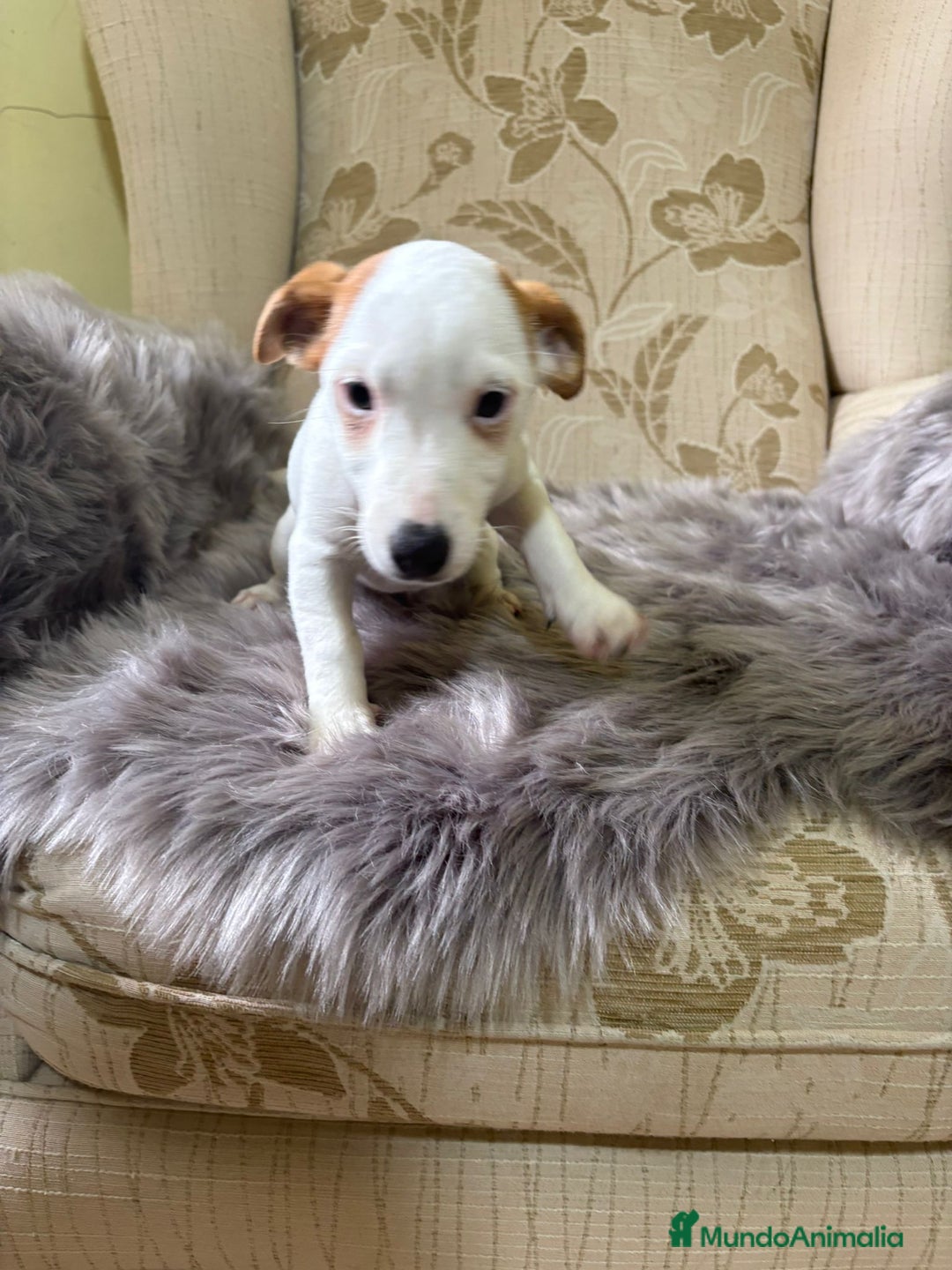 Jack Russell Terrier perros en venta: Cachorros de Jack Russell  - Imagen 25