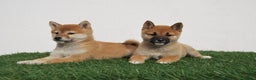 Shiba Inu perros en venta: SHIBA INU . CACHORROS en Madrid - Anuncio 7