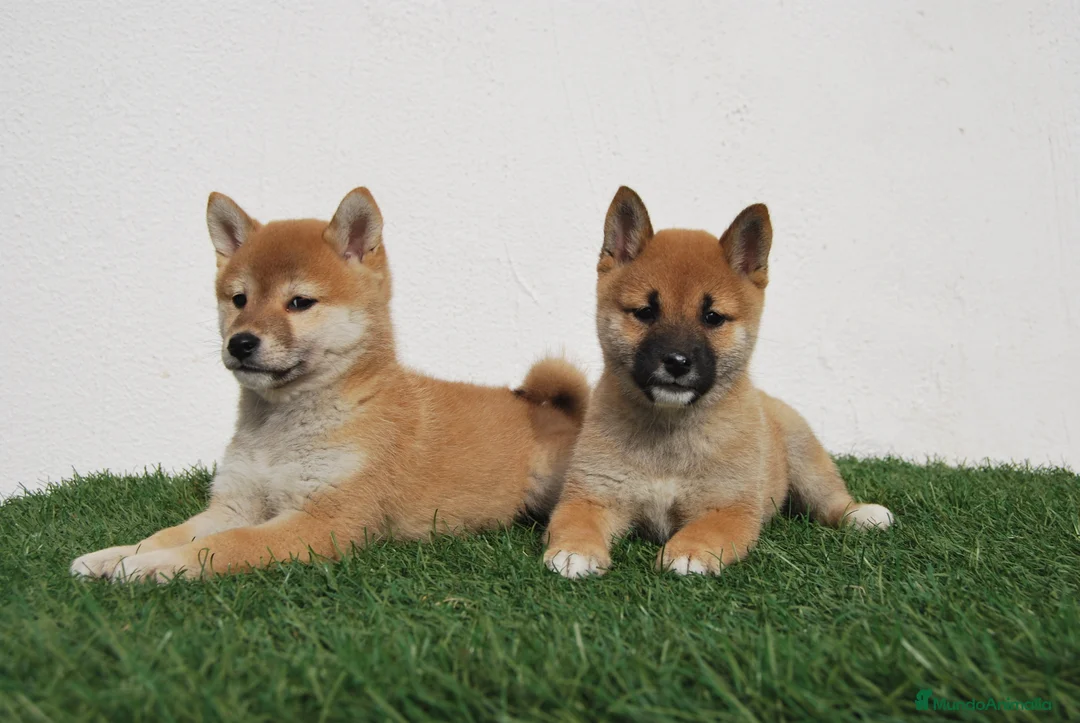 Shiba Inu perros en venta: SHIBA INU . CACHORROS en Madrid - Anuncio 7