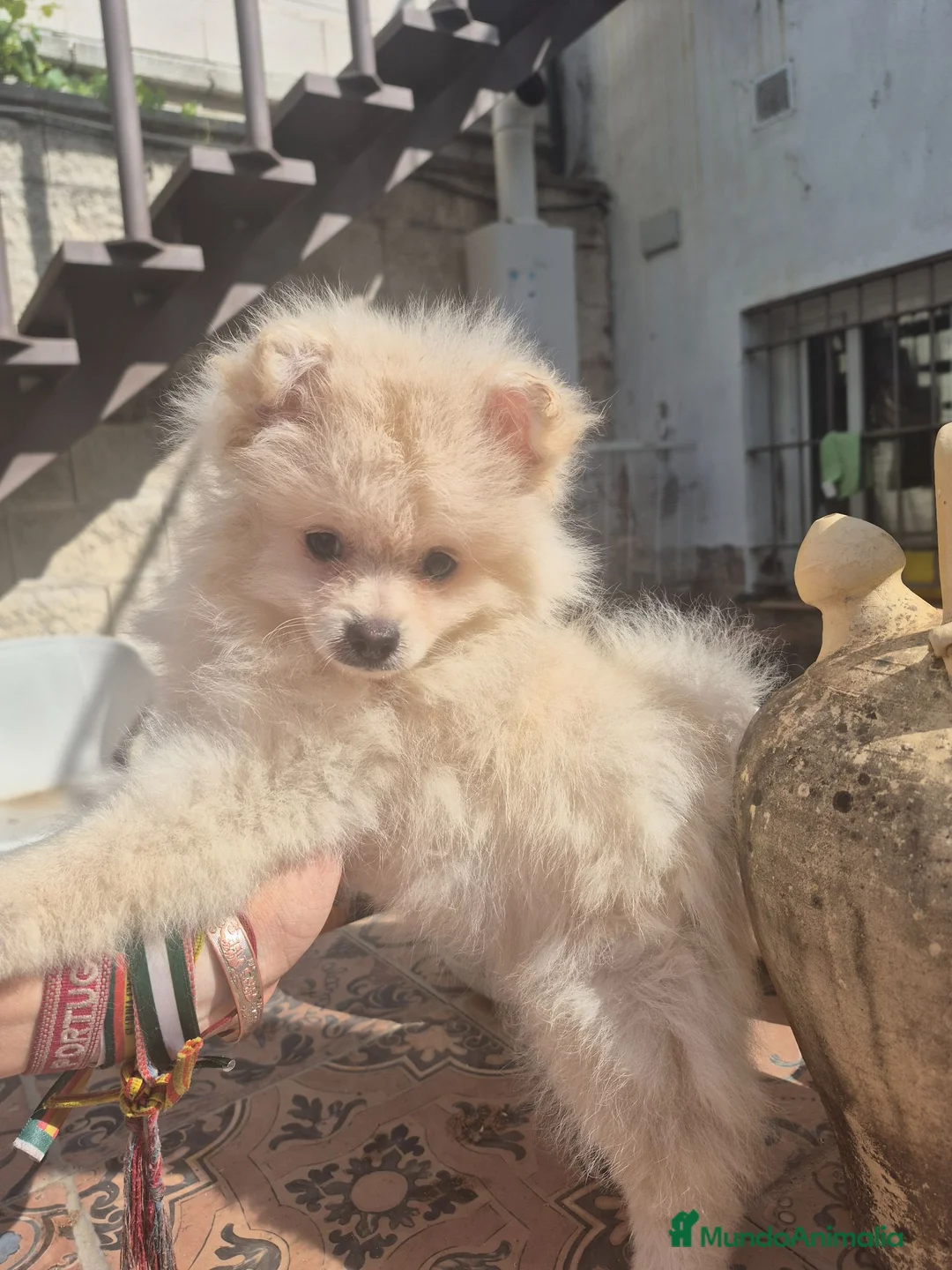 Pomerania perros en venta: Pomerania - Anuncio 4