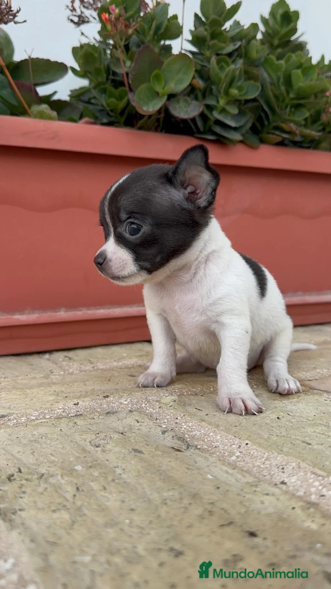 Chihuahua perros en venta: CHIHUAHUA MACHO BICOLOR CHOCOLATE Y BLANCO - Anuncio 9