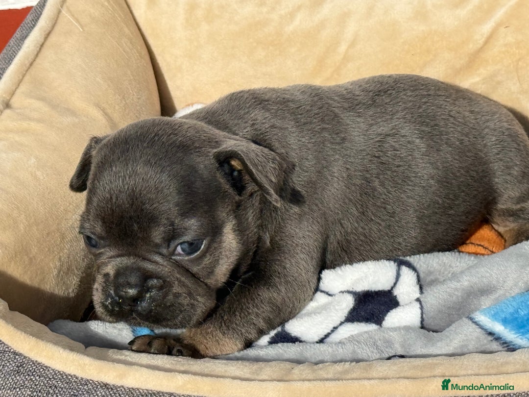 Bulldog Francés perros en venta: Bulldog francés Blue an tan  - Anuncio 5