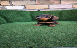 Teckel Miniatura perros en venta: teckel miniatura arlequin - Imagen 10