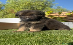 Pastor Alemán perros en venta: PASTOR ALEMÁN MACHO - Imagen 8