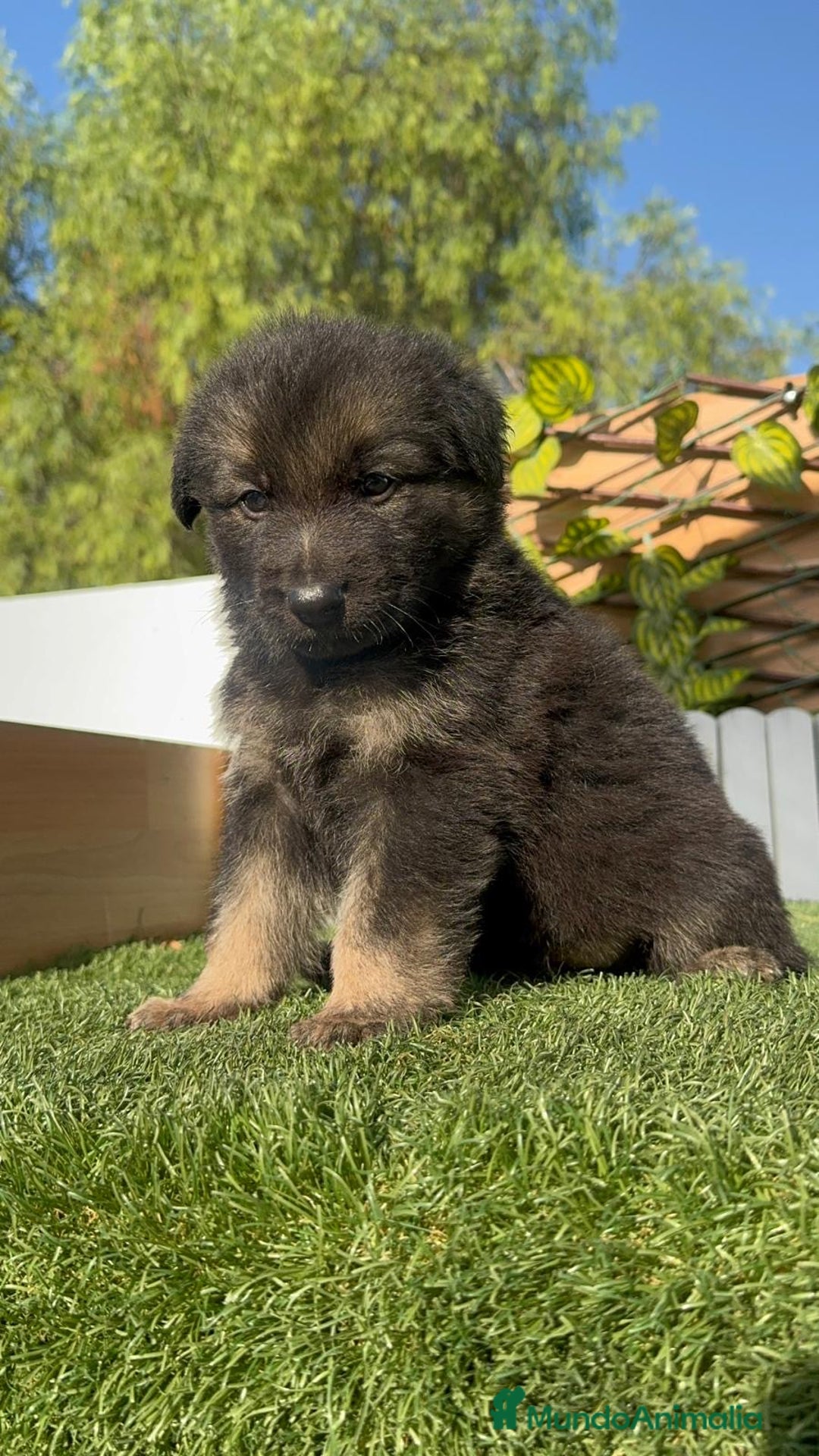 Pastor Alemán perros en venta: PASTOR ALEMÁN MACHO - Imagen 8