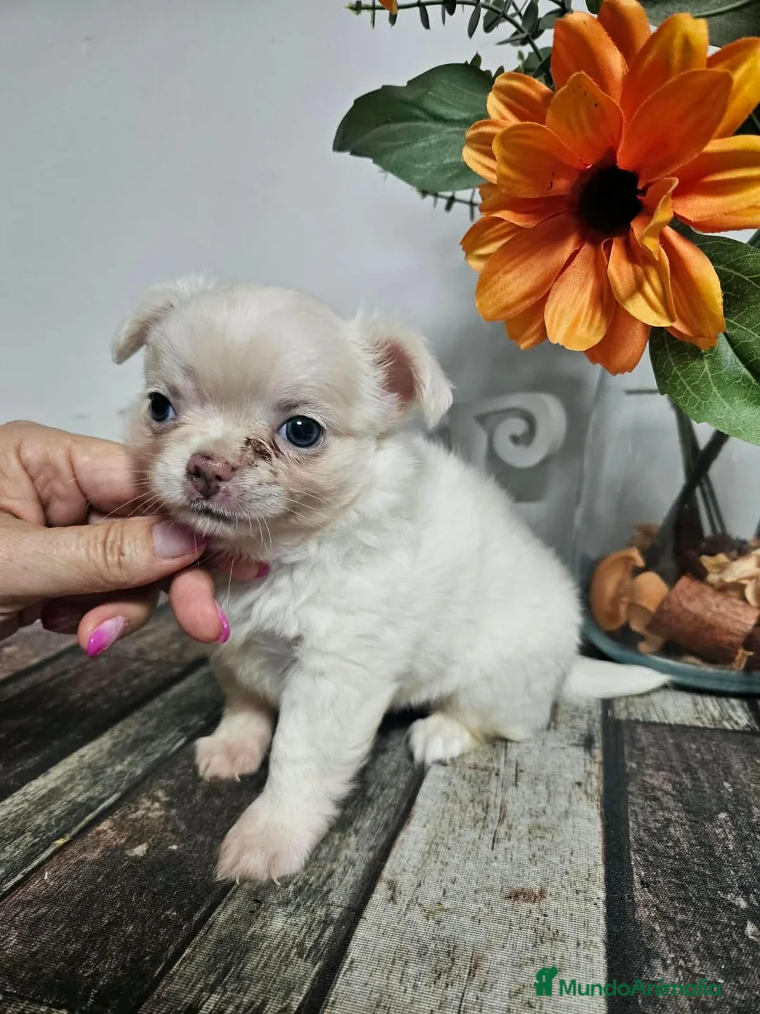 Chihuahua perros en venta: Chihuahua pelo largo - Anuncio 6