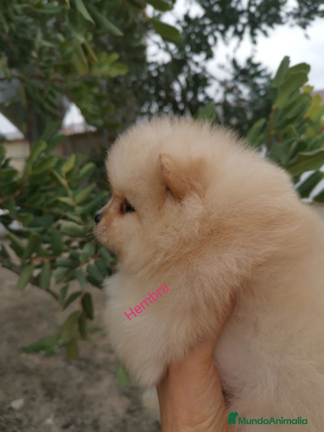 Pomerania perros en venta: Pomerania hembra  - Anuncio 2