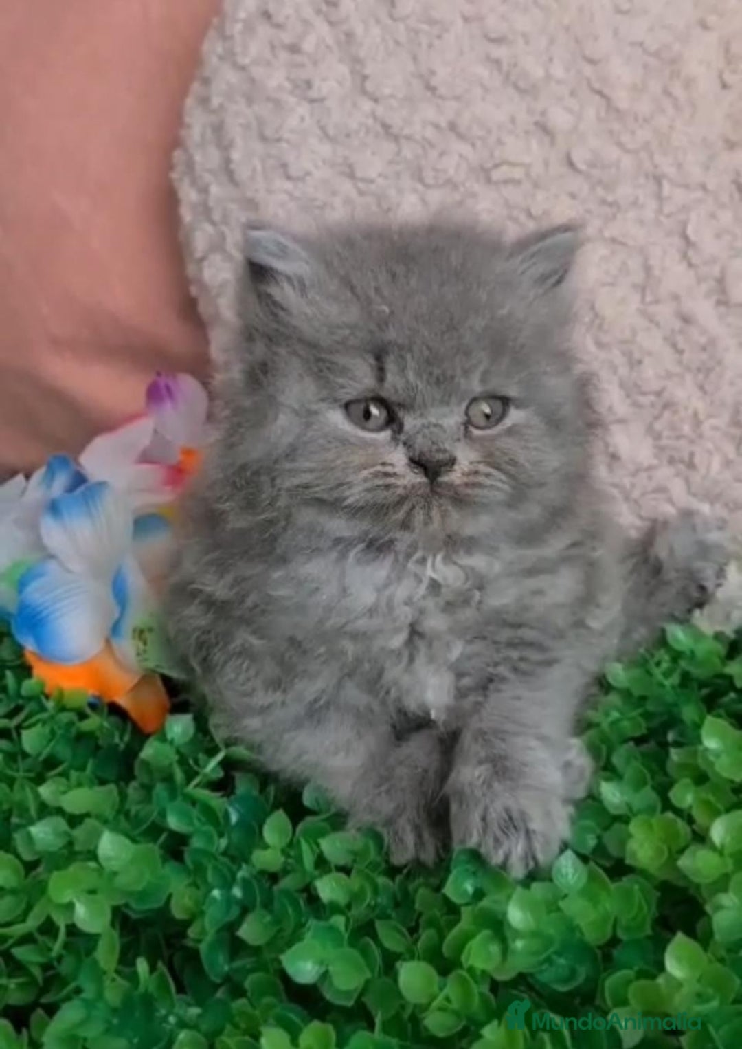 Británico de Pelo Corto Azul gatos en venta: Brithis varios colores pelo corto y largo  - Imagen 7