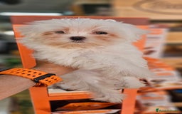 Bichón Maltés perros en venta: Bichon maltés  en Cádiz - Imagen 7