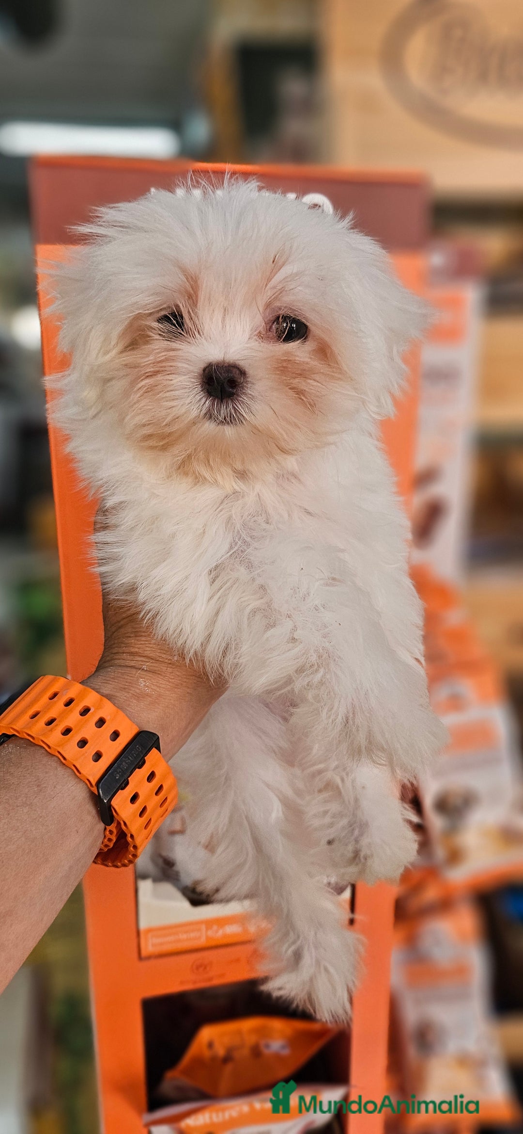 Bichón Maltés perros en venta: Bichon maltés  en Cádiz - Imagen 7
