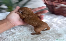 Caniche Toy perros en venta: CANICHE TOY ROJA - Imagen 3