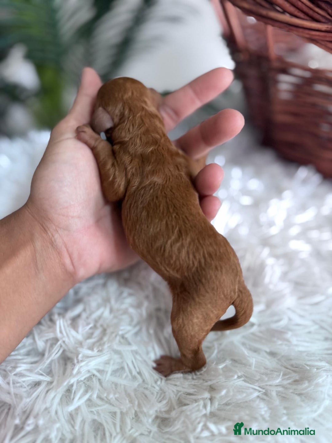 Caniche Toy perros en venta: CANICHE TOY ROJA - Imagen 3