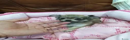 Chihuahua perros en venta: CHIHUAHUA TOY - Anuncio 6