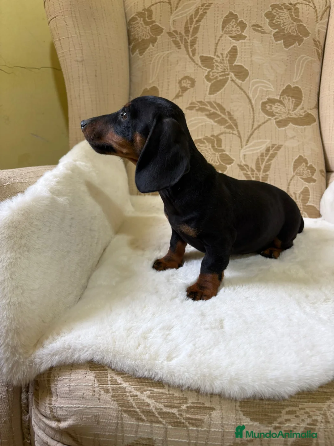 Teckel Miniatura perros en venta: Teckel miniatura varios colores  - Anuncio 7