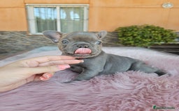 Bulldog Francés perros en venta: Bulldog francés hembra lilac - Imagen 1