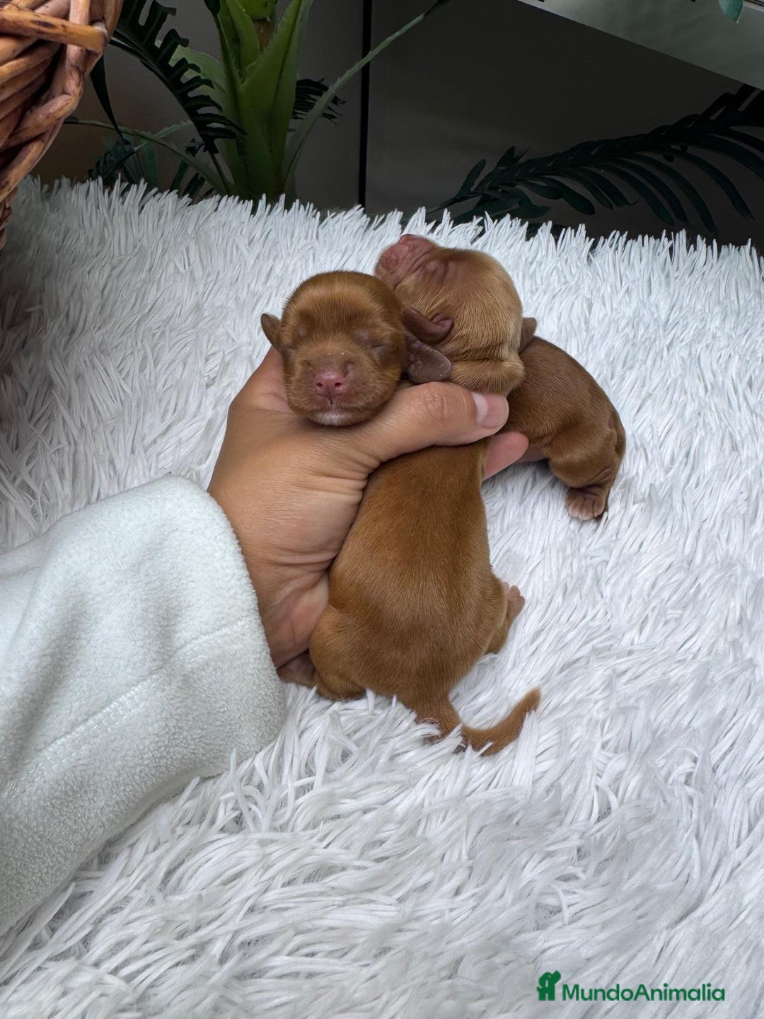 Cocker Spaniel Inglés perros en venta: COCKER SPANIEL INGLES - Anuncio 8