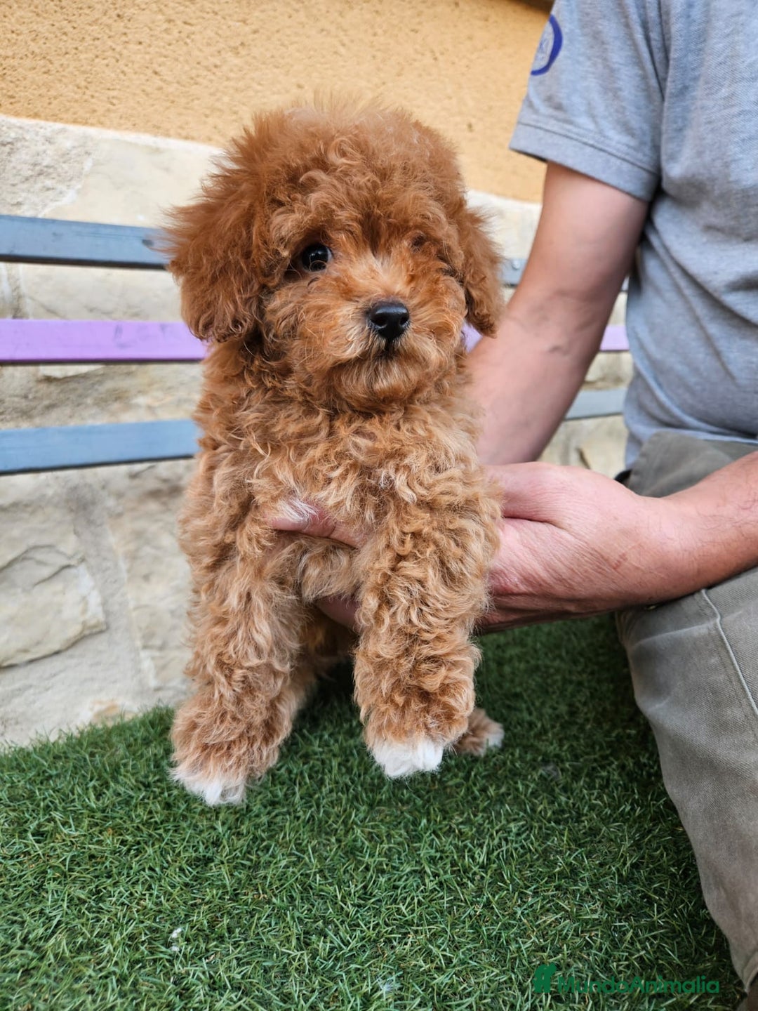 Caniche Toy perros en venta: Caniche toy  - Imagen 4