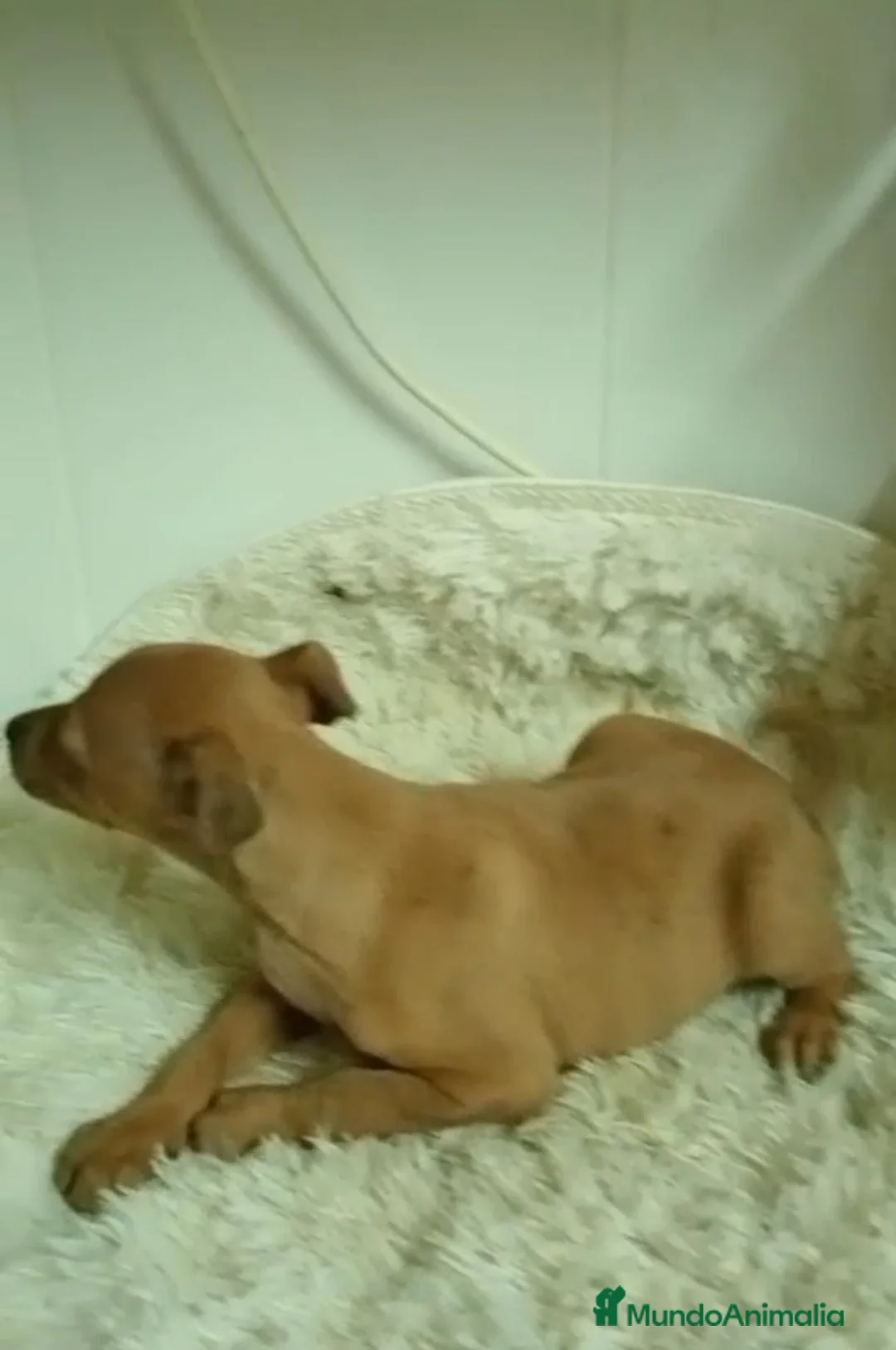 Pequeño Lebrel Italiano perros en venta: Lebrel  - Anuncio 2