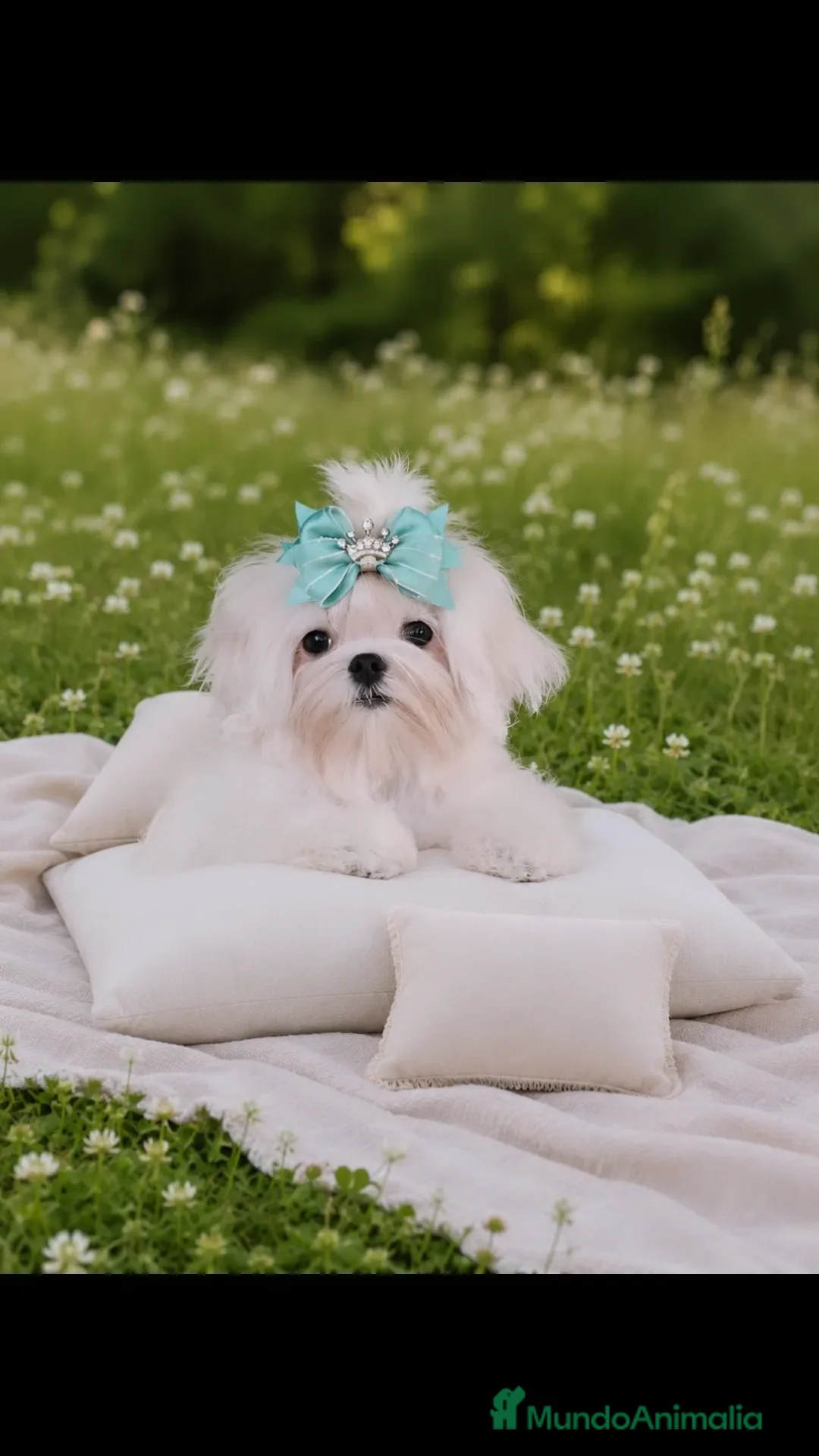 Bichón Maltés perros BICHON MALTES COREANO MINIATURA MÁXIMA CALIDAD  - Anuncio 3