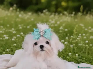 Bichón Maltés perros BICHON MALTES COREANO MINIATURA MÁXIMA CALIDAD - Anuncio 3