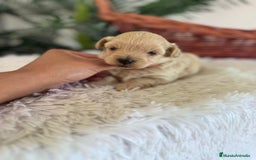 Maltipoo perros en venta: MALTIPOO MACHO - Imagen 36