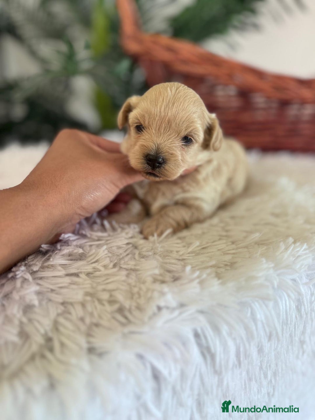 Maltipoo perros en venta: MALTIPOO MACHO - Imagen 36