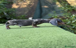 Teckel Miniatura perros en venta: Teckel super kanichen macho arlequín blue - Imagen 2