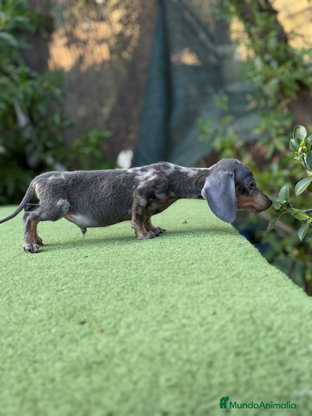 Teckel Miniatura perros en venta: Teckel super kanichen macho arlequín blue - Imagen 2