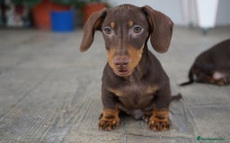 Teckel Miniatura perros en venta: 🐾 Bongo y Cacao – Teckel miniatura 🐾 - Imagen 2