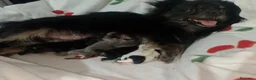 Pomchi perros en venta: Toy recogida en Córdoba no envío a 500€  - Anuncio 8