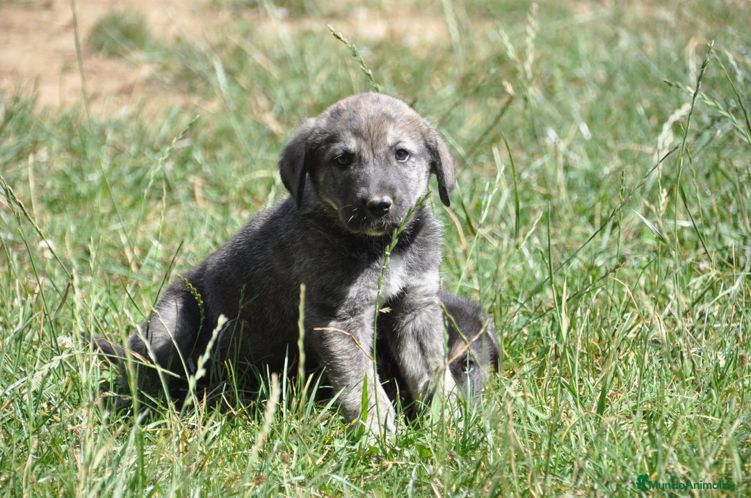 Mastín Español perros en venta: Cachorros de Mastin Español Ganadero Autóctono - Imagen 2