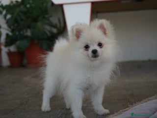 Pomerania perros - Anuncio 5